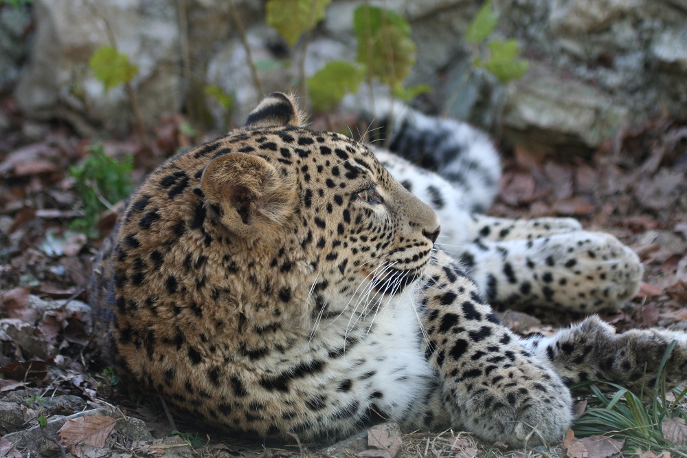 Трех леопардов на следующей неделе выпустят в живую природу Кавказского заповедника