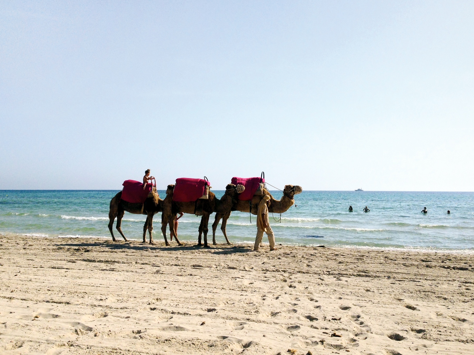 тунис, верблюды