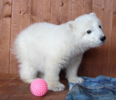 Посетители якутского зоопарка увидят новорожденных белых медвежат в марте