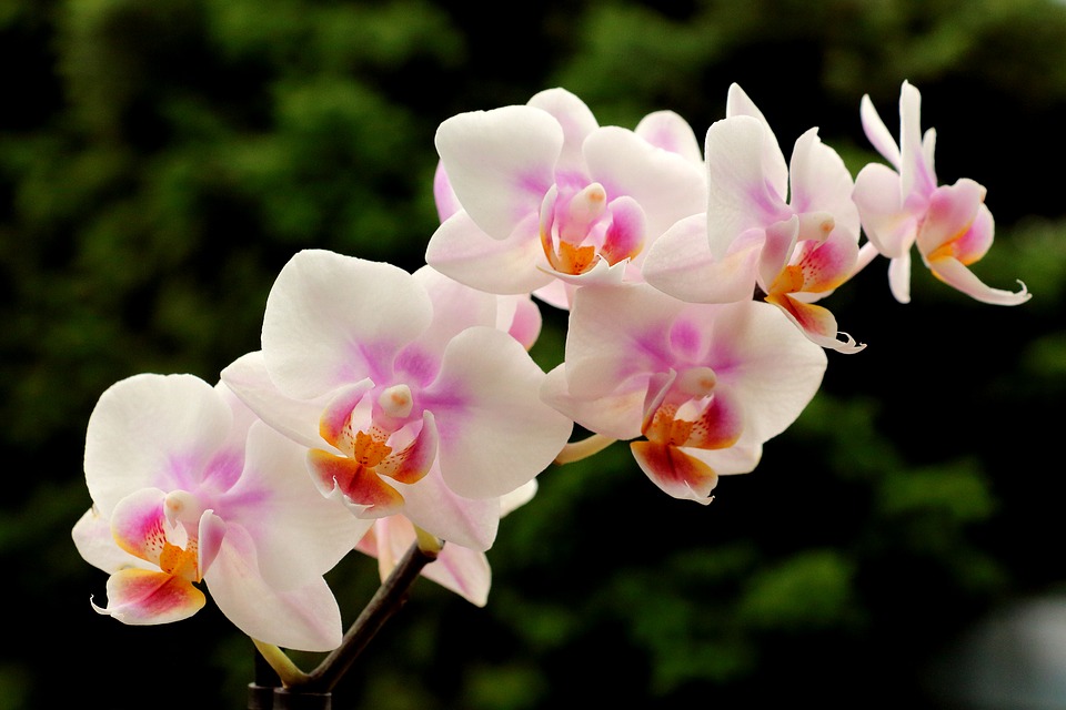 Музей орхидей откроется в Вологде весной этого года