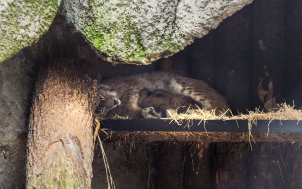Три котенка рыси родились в Московском зоопарке