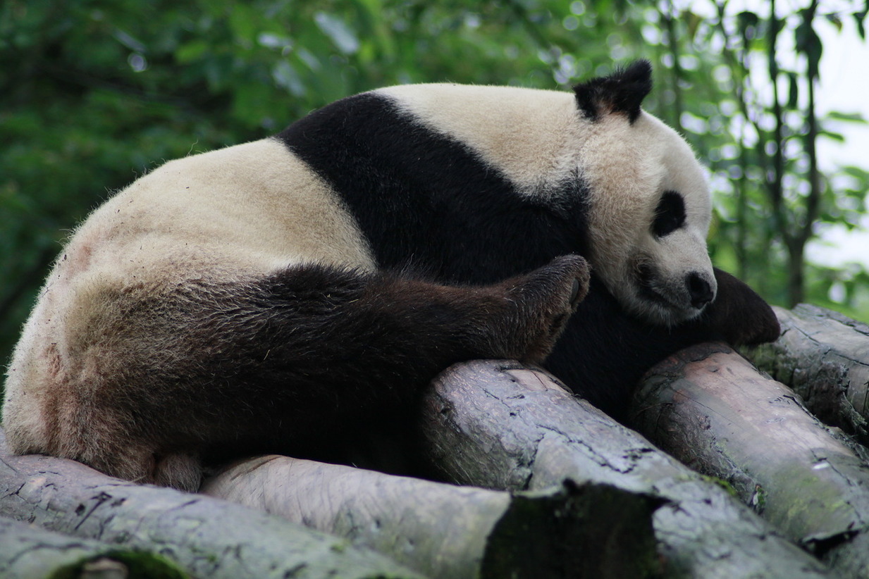 панда, Китай