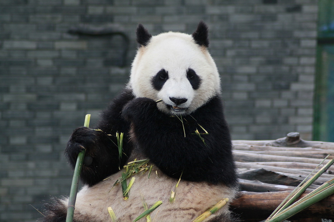 Бамбук и любовь для панды