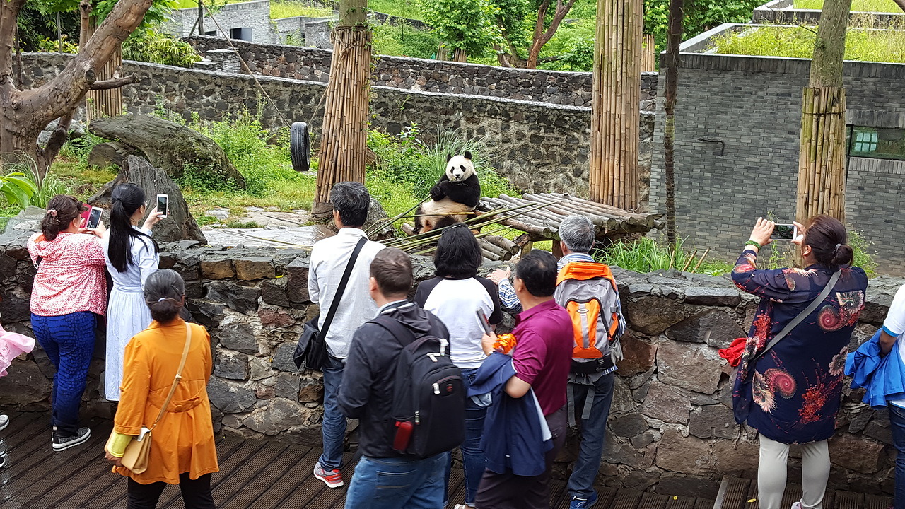 панда, Китай