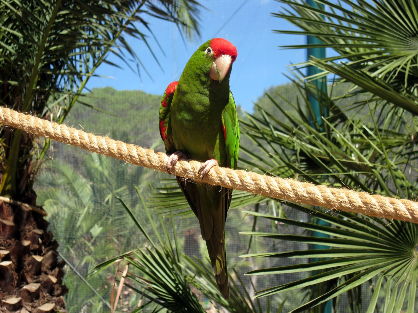 "Человеческие замки" и тунец в Каталонии