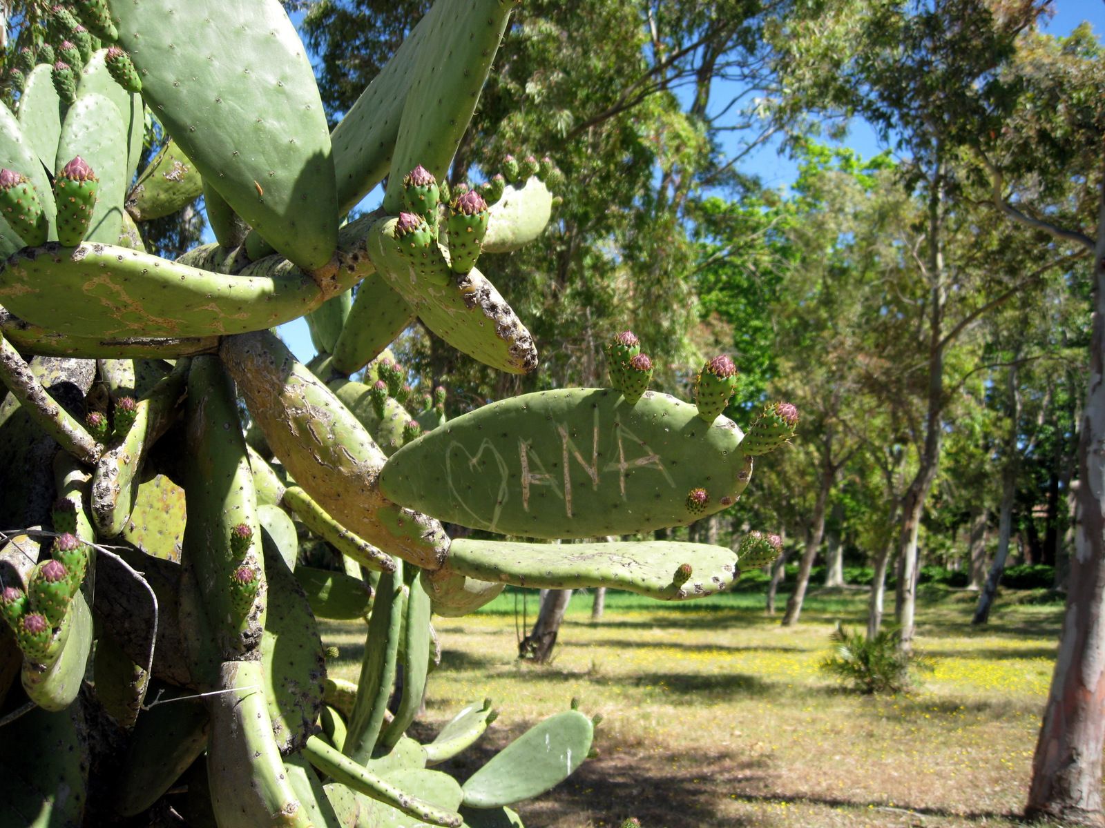"Человеческие замки" и тунец в Каталонии