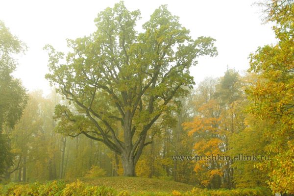 400-летний дуб в "Михайловском" объявлен деревом-памятником всероссийского значения