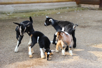 В нижегородском зоопарке родились ослик и четыре козленка