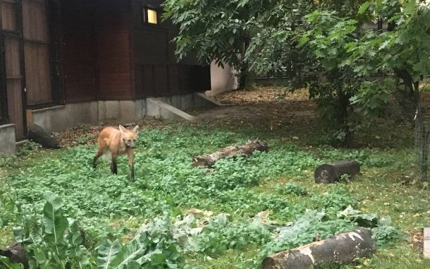 Редкая гривистая волчица появилась в столичном зоопарке