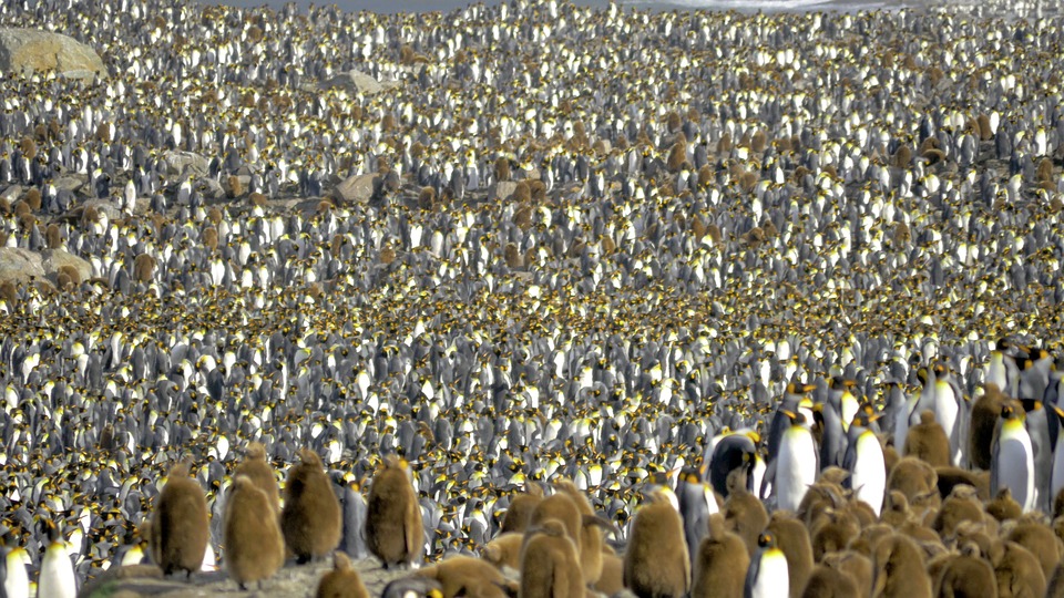 «Суперколонию» из 1,5 млн пингвинов обнаружили на островах Дангер в Антарктиде