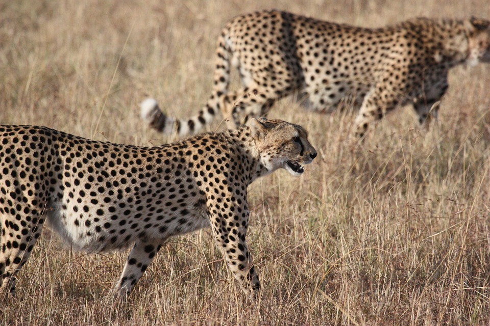 Гепард прыгнул в джип к туристам во время сафари в Африке