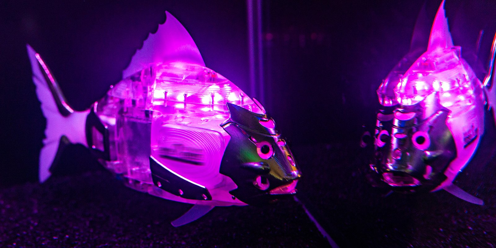 Лещей-роботов запустили в аквариум на ВДНХ