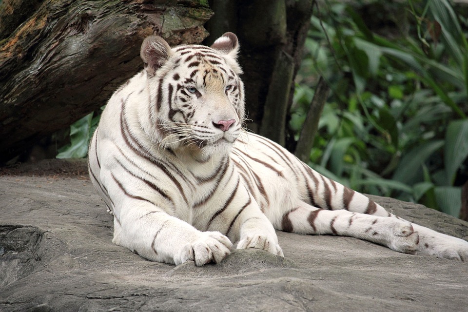 Белый тигр редкой породы загрыз сотрудника зоопарка в Японии
