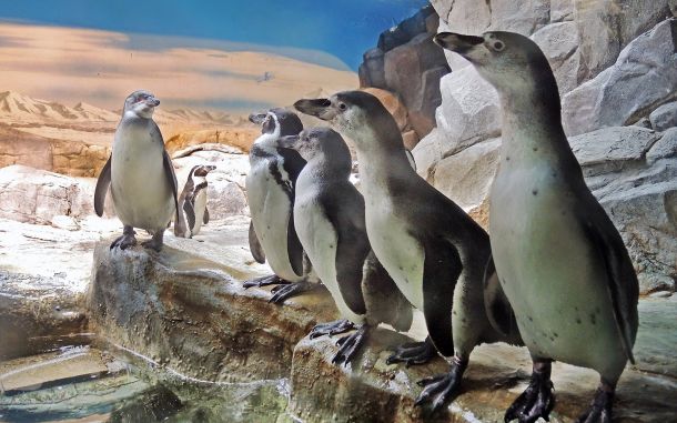 В московском зоопарке вылупились четыре пингвиненка 