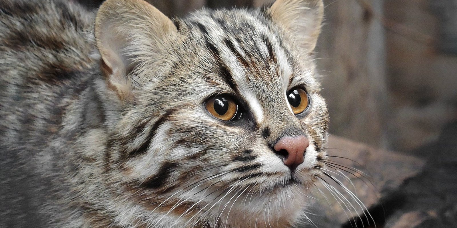 Амурская лесная кошка впервые за 30 лет появилась в зоопарке Москвы