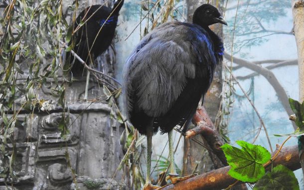 Птица-трубач и хохлатые гокко впервые за 50 лет поселились в Московском зоопарке