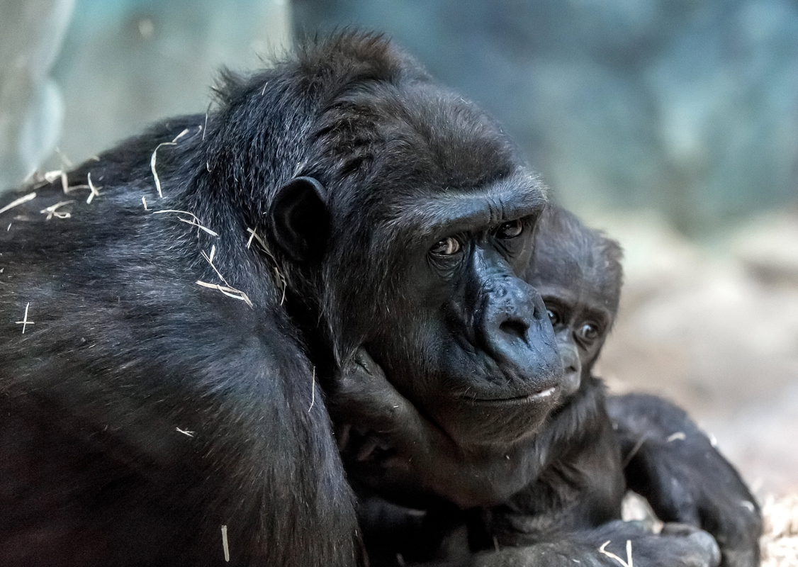 В зоопарке Москвы родился детеныш равнинной гориллы