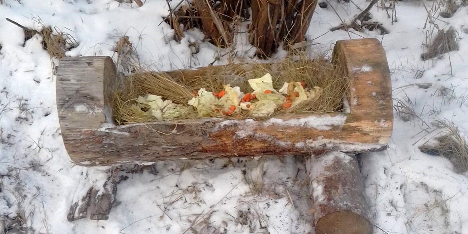 Кормушки для зайцев установят в природных парках Москвы