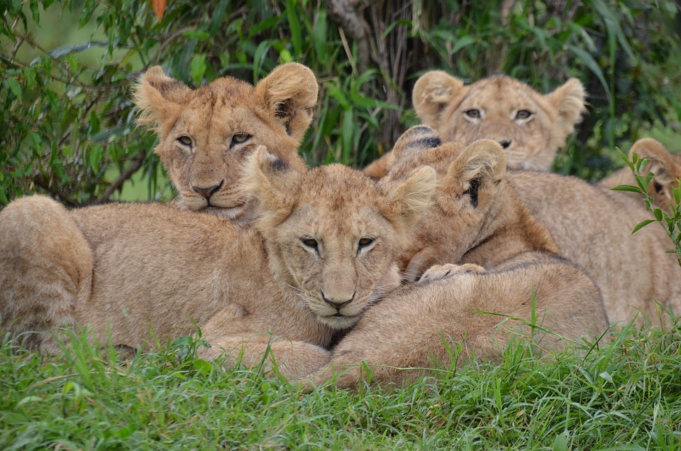 Кения, львы