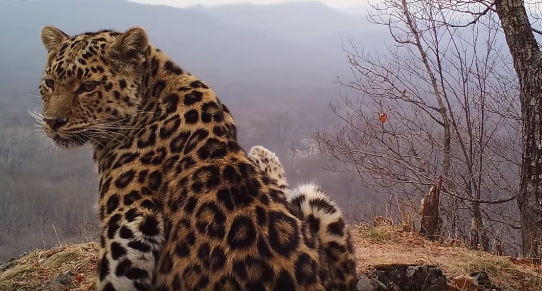 "Селфи" котят дальневосточного леопарда попали на видео в приморском нацпарке