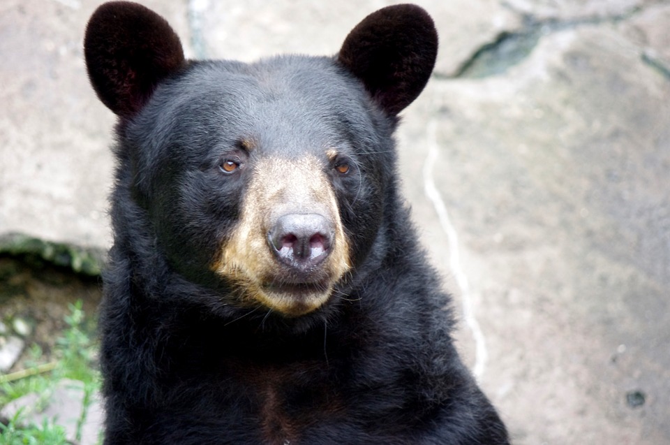 Медведь в США спас заблудившегося в лесу трехлетнего мальчика