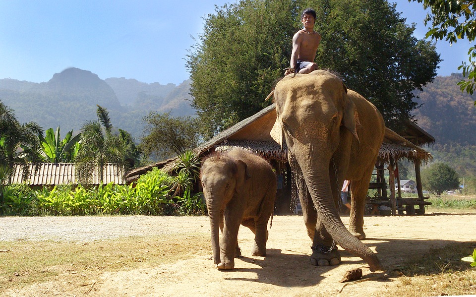 Развлекательный парк со слонами в Таиланде реорганизовали в заповедник из-за коронавируса