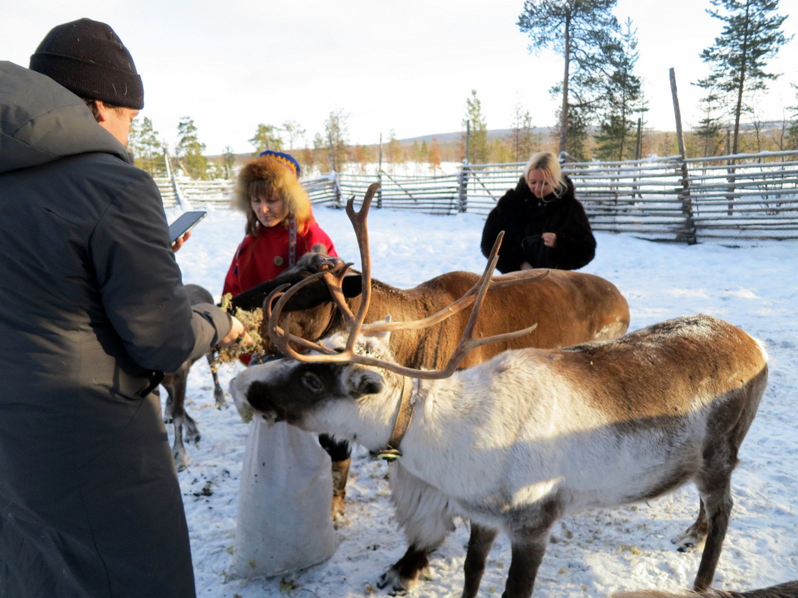 Мурманская область, олени