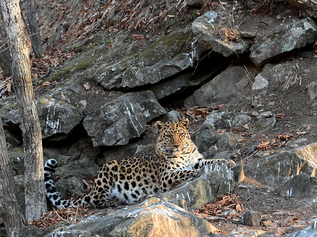 Дальневосточный леопард позировал для иностранных туристов в нацпарке Приморья