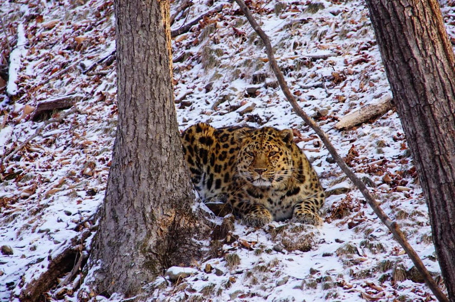 Дальневосточный леопард позировал для иностранных туристов в нацпарке Приморья