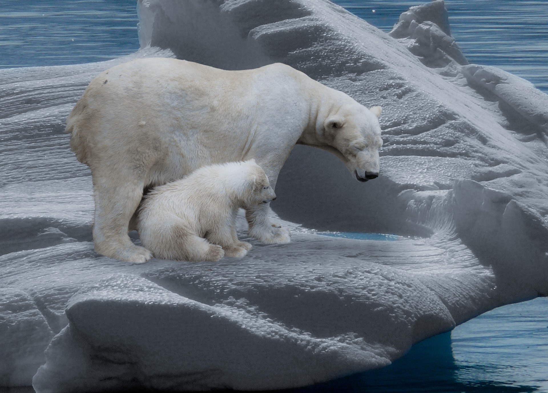 Госдума приняла поправки, упрощающие иностранным туристам посещение российской Арктики