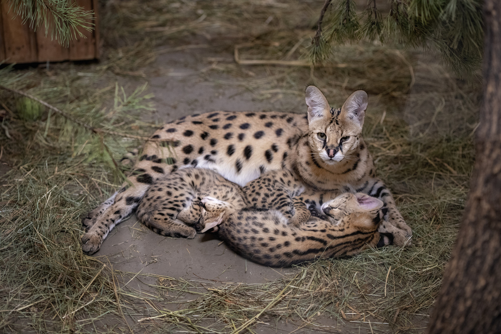 Кошки Жоффруа в новосибирском зоопарке впервые стали родителями