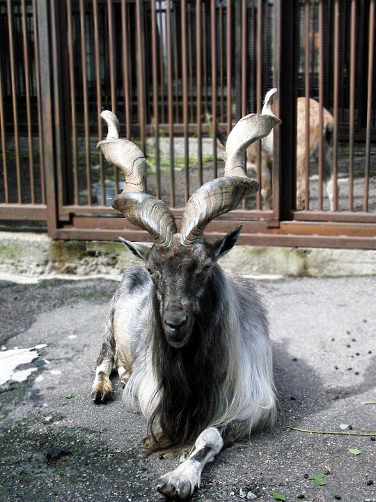 Посетители красноярского зоопарка до смерти закормили винторогого козла