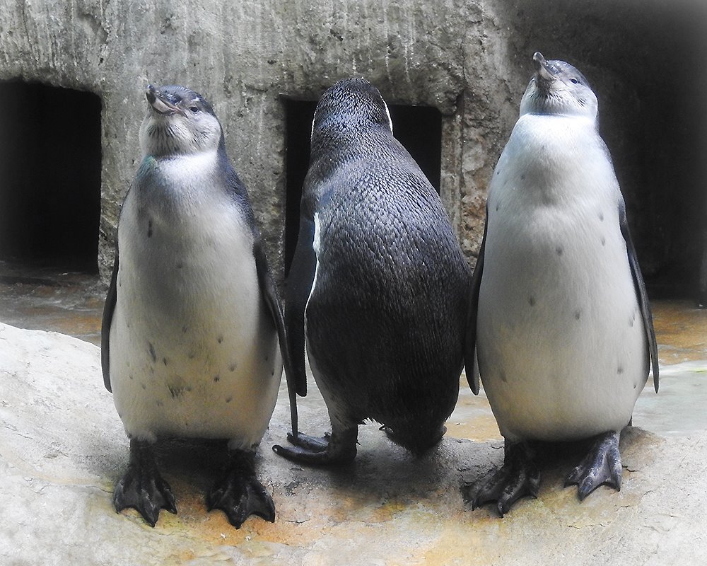 В Московском зоопарке пройдет "парад пингвинов"