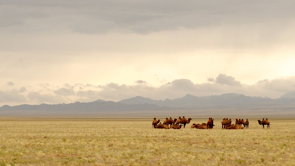 Случаи заболевания чумой не повлияли на турпоток в Монголию