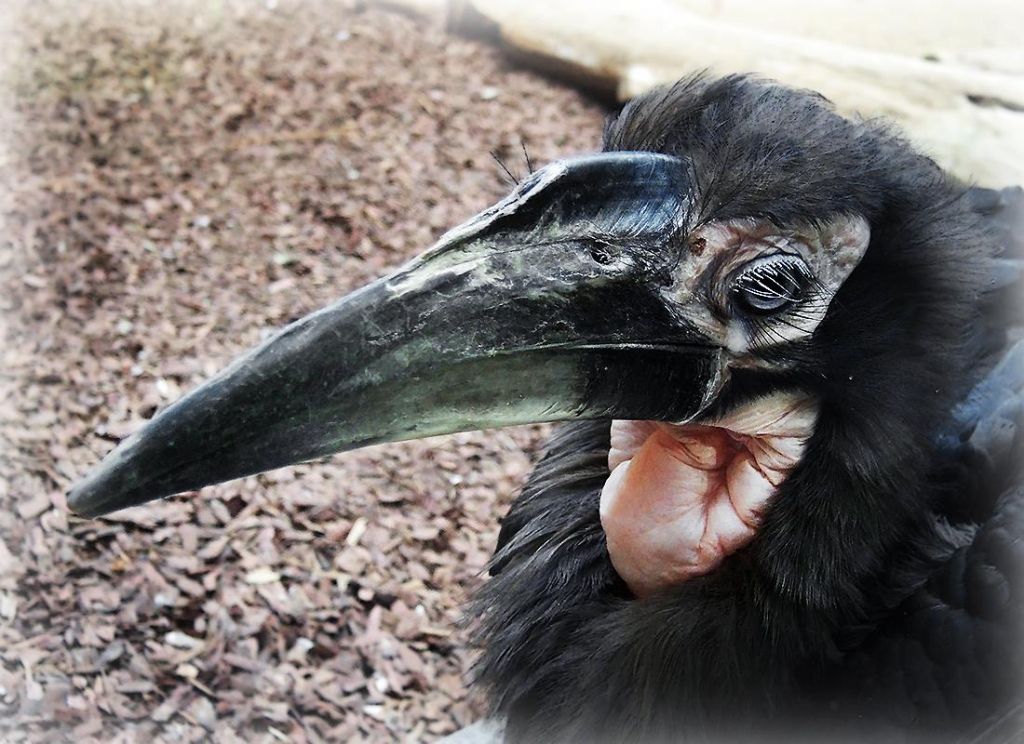 Три птенца кафрского рогатого ворона вылупились в Московском зоопарке
