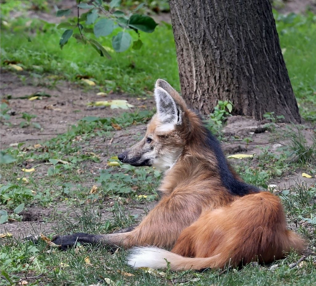 В Московский зоопарк из Германии привезли редкого гривистого волка