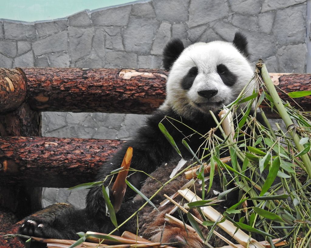 Московский зоопарк назвал лучшее время для посещения панд