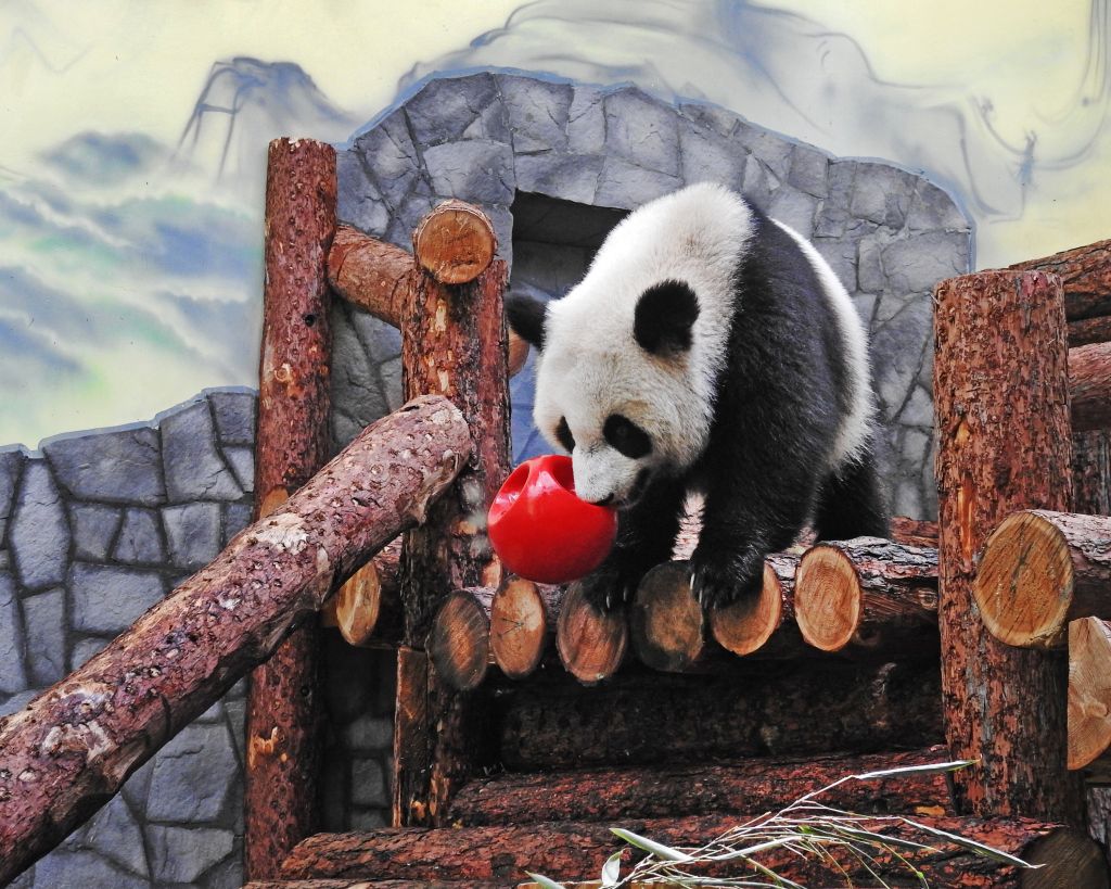 Пандам, привезенным в зоопарк Москвы из КНР, разрешат познакомиться через пару лет