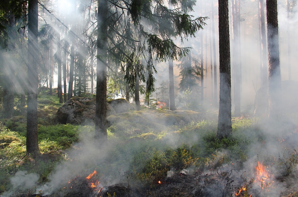 В Оренбуржье эвакуировали детский лагерь из-за природного пожара