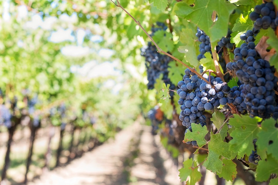 РСТ: туристы летом могли посетить около 70 российских виноградарских хозяйств и виноделен