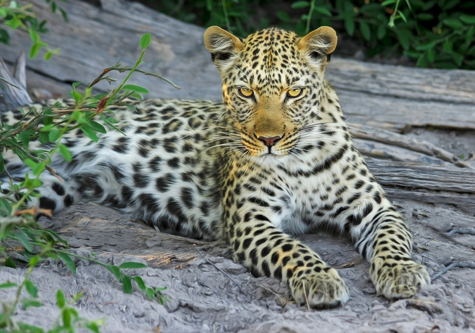 Самка леопарда Leo 45F с котятами впервые попала в фотоловушку в нацпарке "Земля леопарда"
