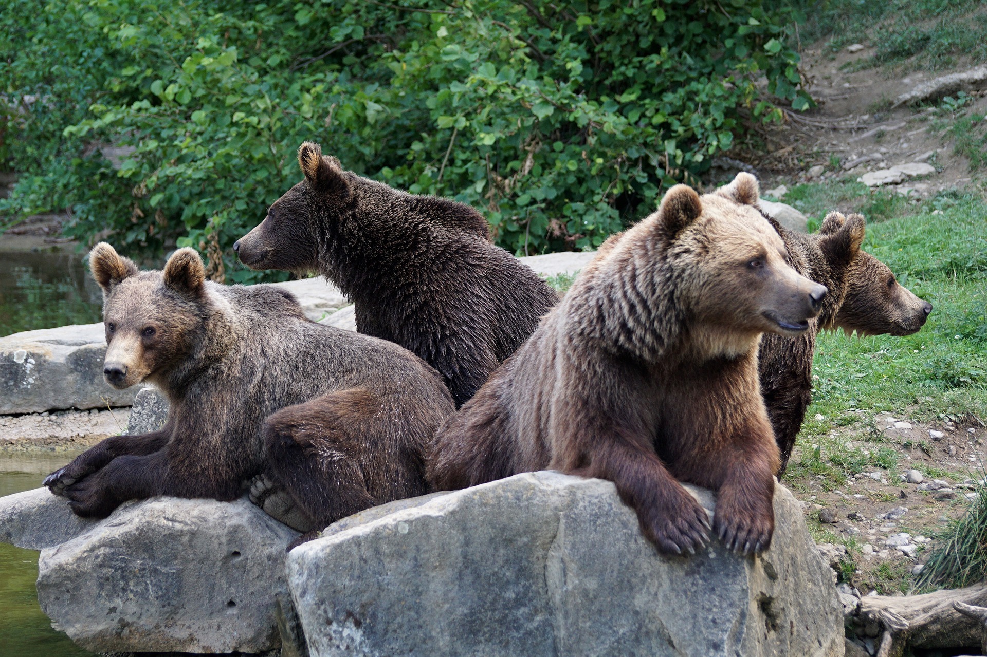 Около 70 медведей заблокировали туристическую тропу на Камчатке