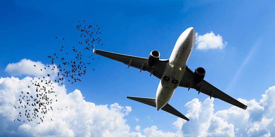 Минтранс: на 100% обезопасить самолеты от птиц невозможно
