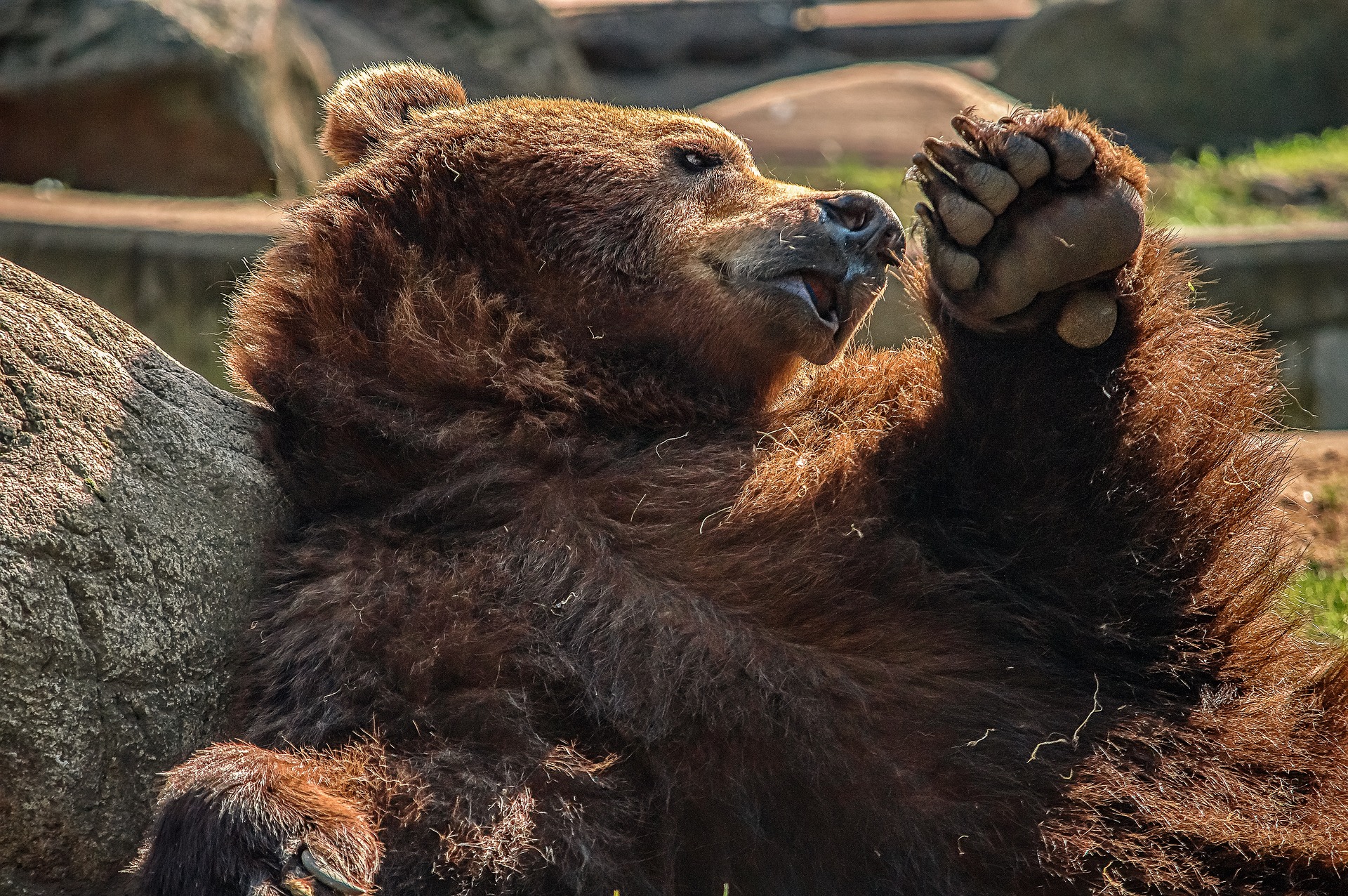 Маршруты Кавказского заповедника могут досрочно закрыть из-за медведей