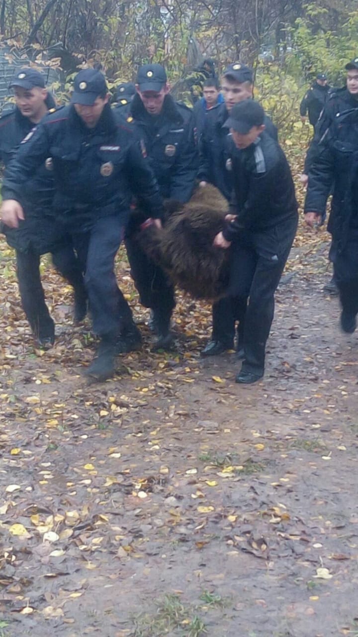 В Чебоксарах поймали медведя, который бегал по улицам города