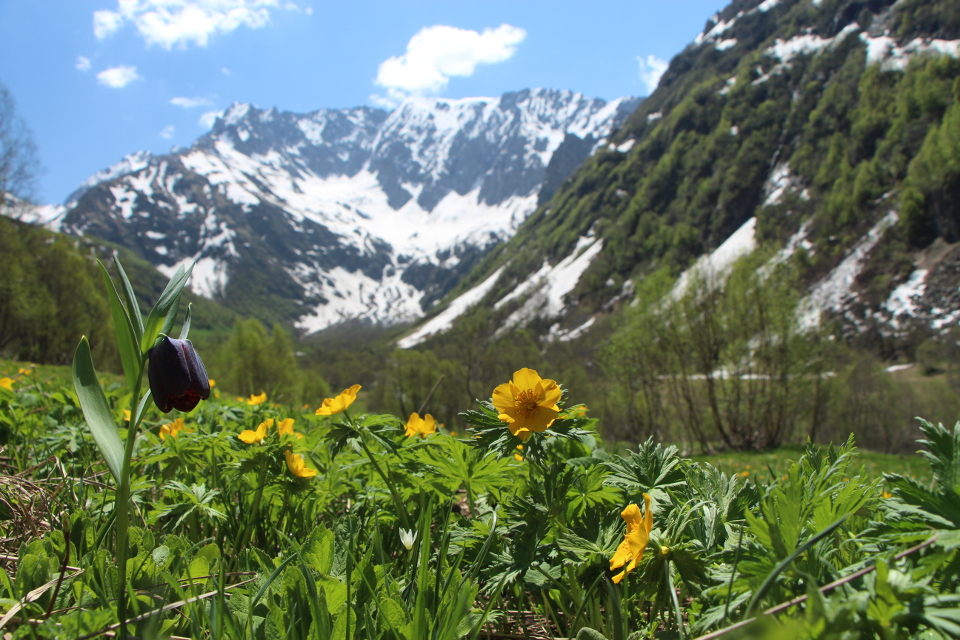 Глава Кавказского природного заповедника рассказал о работе с туристами