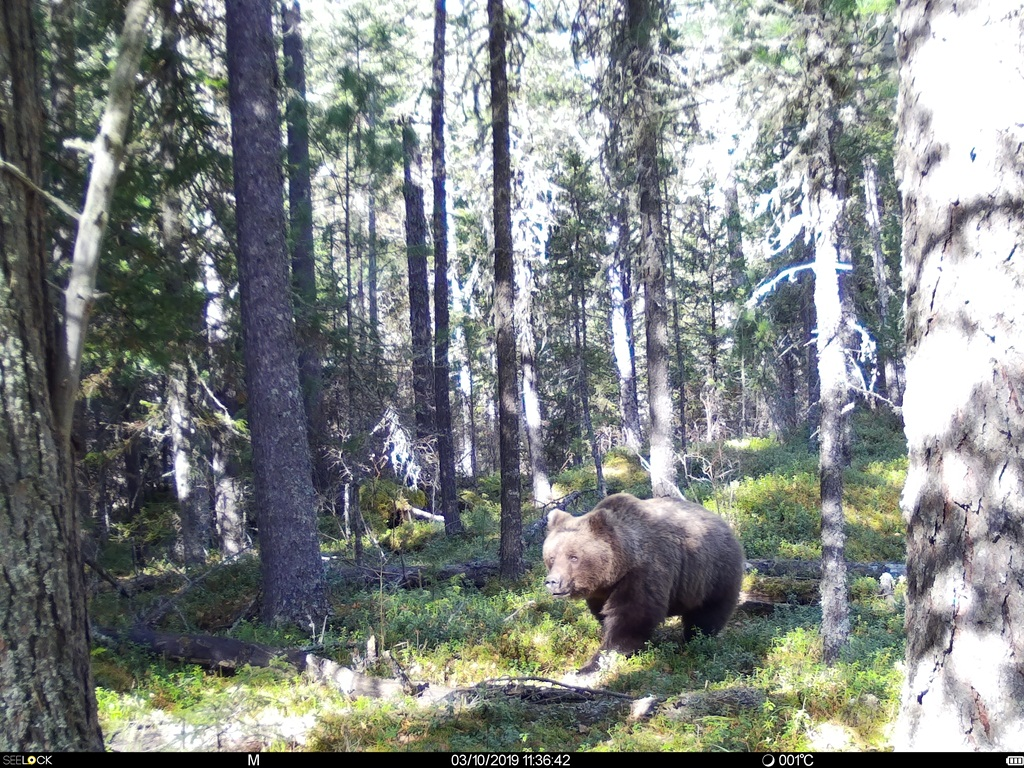 Медведь сделал селфи с помощью фотоловушки в алтайском заповеднике