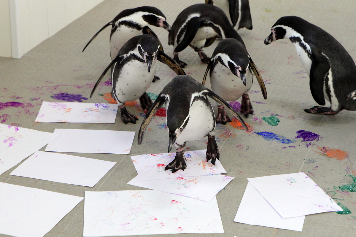 Пингвины в Приморском океанариуме научились рисовать