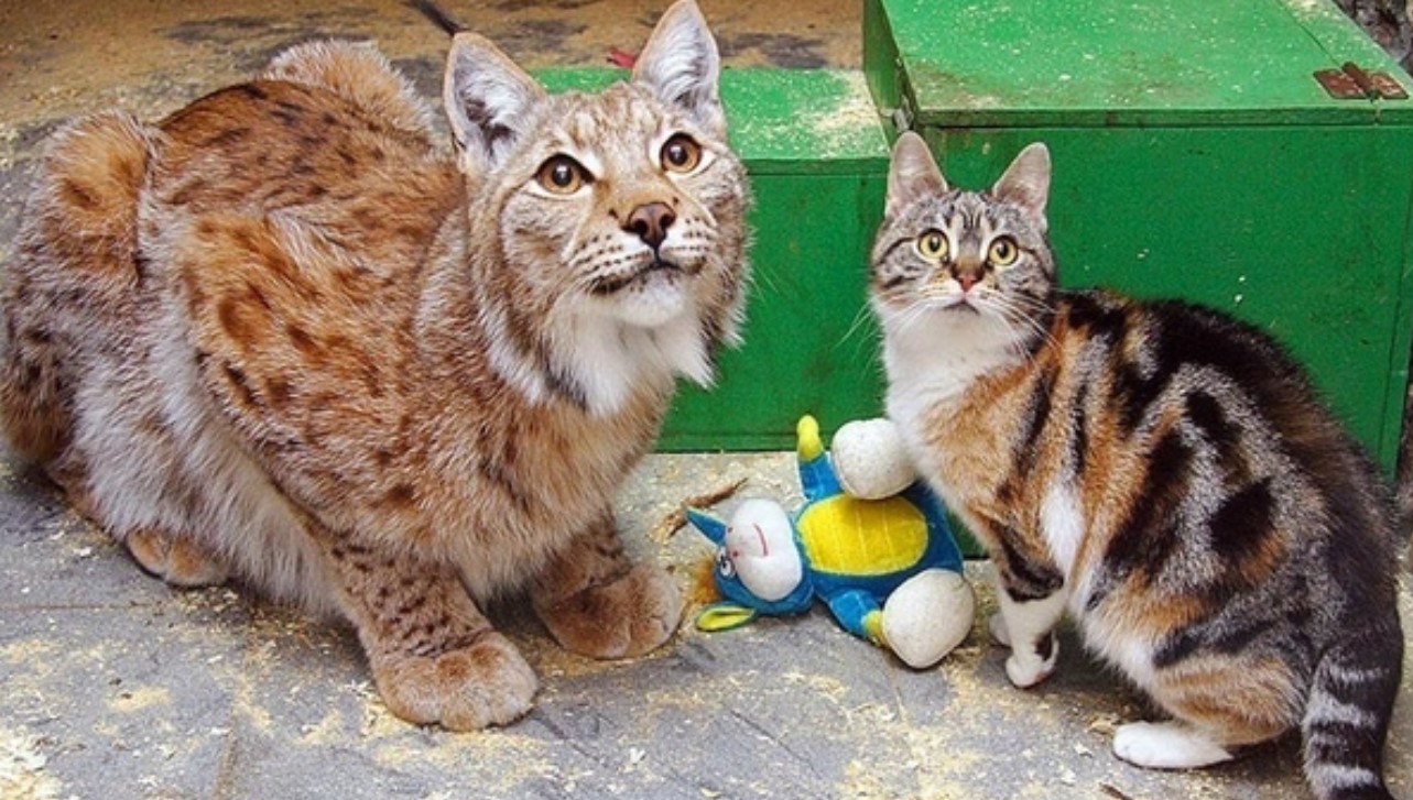 В Ленинградском зоопарке умерла кошка Дуся, дружившая с рысью
