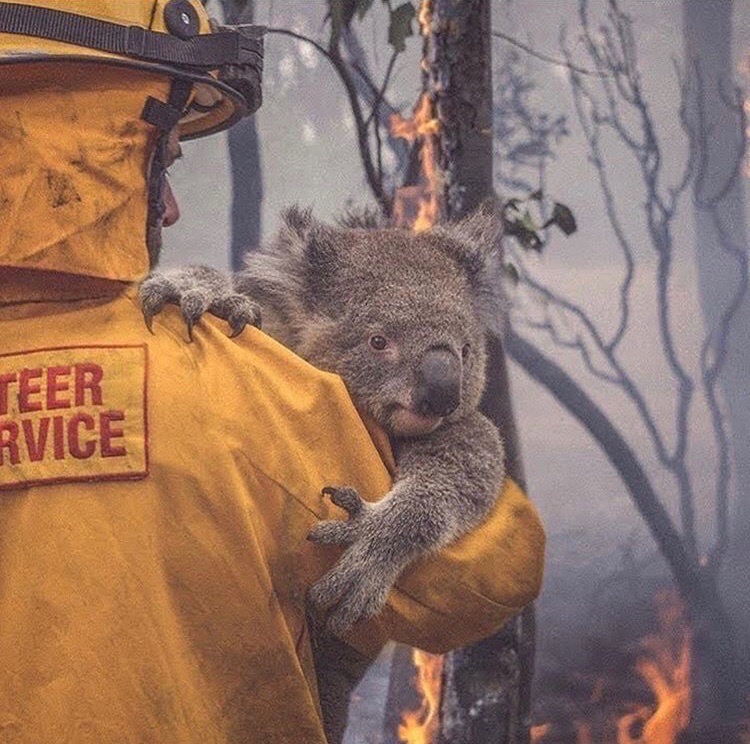 Австралии потребуется 100 лет для восстановления после нынешних пожаров